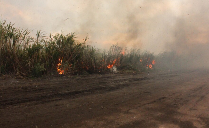 Before sugar cane is harvested, farmers set fire to it to burn away the leaves.