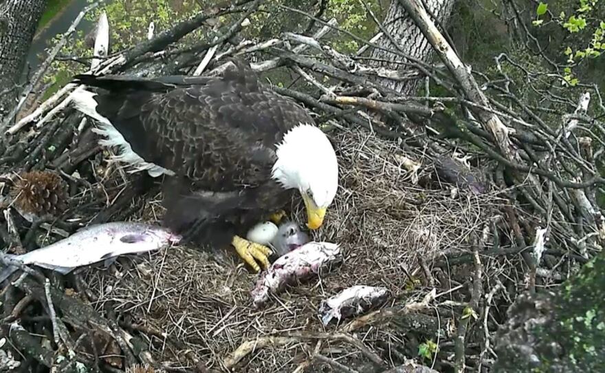Surrounded by the remnants of a meal, one of the adult bald eagles watches over the eaglet and the hatching egg. Both the male and female — that is, both Mr. President and The First Lady — take turns in the nest.