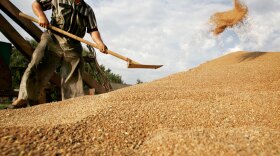 A Russian man shovels grain at a farm in Vasyurinskoe earlier this month. The U.S. government cut its forecasts for global wheat production as Russia suffers its worst drought in decades.