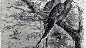 An engraving dating from the 19th century depicts passenger pigeons, once one of the most common birds in North America but now extinct because of overhunting and deforestation.