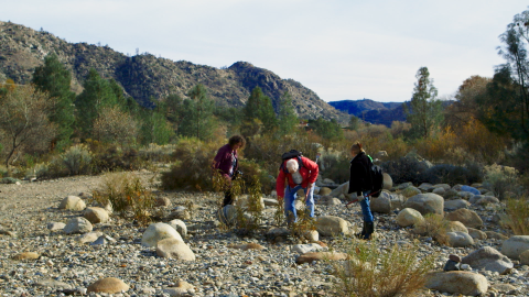 "Hunting The Stone: Suiseki in the West"