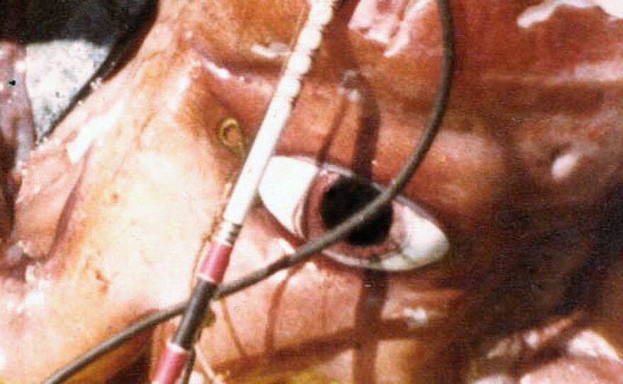 This giant squid was caught about 10 miles off the shores of Oahu, Hawaii, in 1981. The pupil of its eye measured more than 3.5 inches across.
