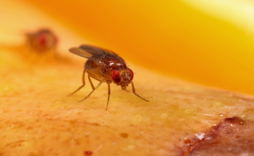 Drosophila melanogaster, the common fruit fly, is a mainstay of genetics and biology labs.