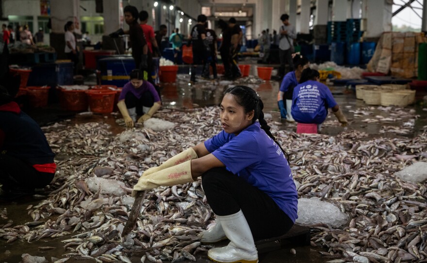A Burmese dock worker sorts fish after a catch from a Thai vessel was unloaded in Ranong, Thailand, on Jan. 23, 2025.