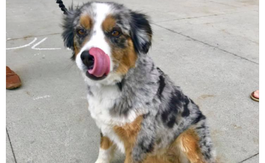The word "mlem" is the entirety of the caption in this post from a user to the Dogspotting Facebook group.