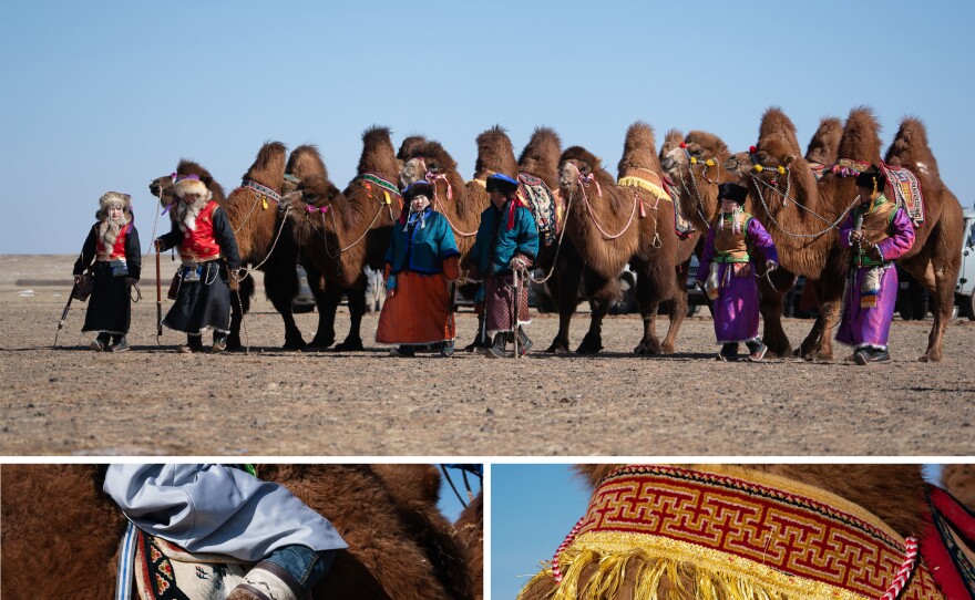 Herders from across Mongolia's Gobi Desert gather for a festival to celebrate the two-humped Bactrian camel. The event is held in early March before the birthing season begins.