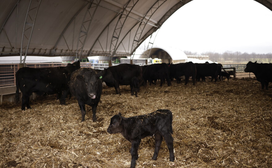 The Halls have a herd of about 125 "momma cows" each year.
