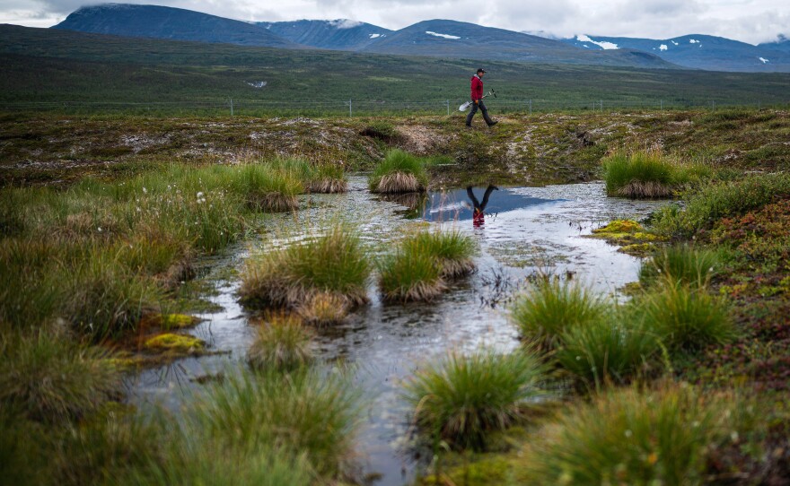 Scientist Keith Larson walks past a pond formed by thawing permafrost in Sweden.
