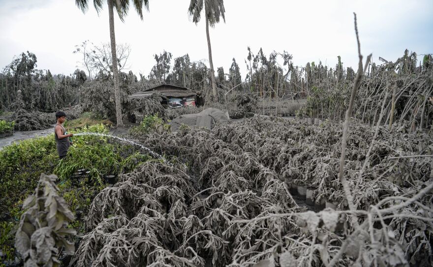 A worker in Talisay town in Batangas Province hoses down plants covered with mud and ash after Taal Volcano erupted. Lava and broad columns of ash illuminated by lightning spewed from the volcano south of the Philippine capital, grounding hundreds of flights.