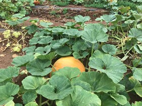 Halloween Events Kpbs Public Media Halloween Events Kpbs Public Media