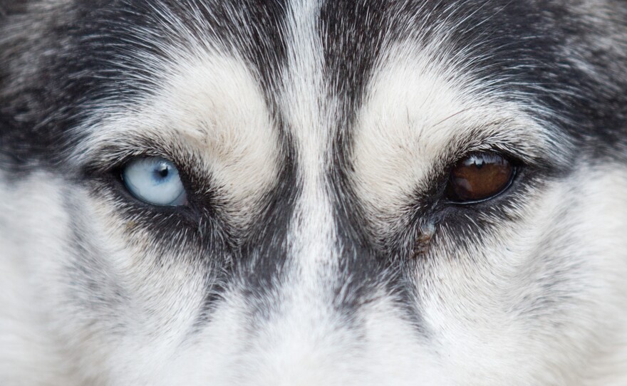 A husky with one blue and one brown eye waits for the first sledge dog race of the 2012 season in Eastern Germany.