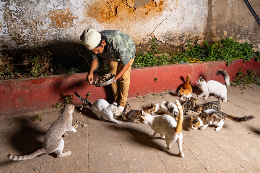 Tanzania-based animal welfare advocate Mussawir Hassan is shown feeding cats in Zanzibar — a photo from Hannah Shaw and Andrew Marttila's book "Cats of the World."