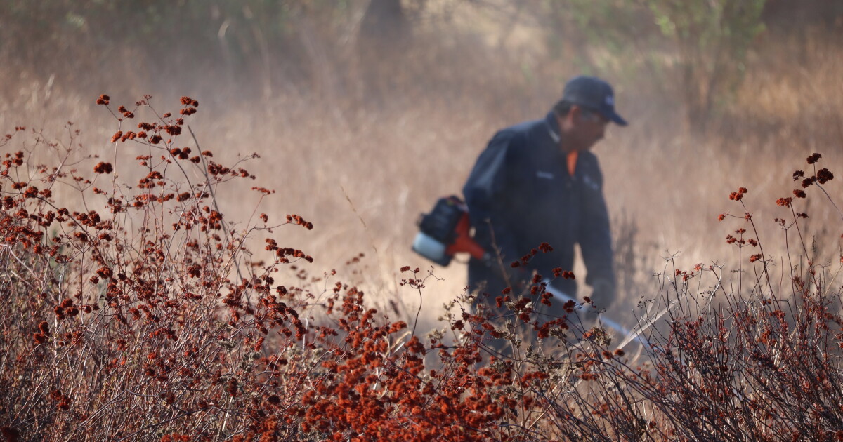 Crews remove 60 tons of brush and invasive plants from Mission Trails