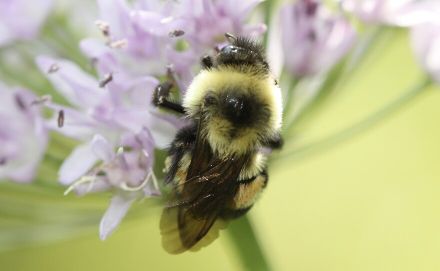 The U.S. has designated the rusty patched bumblebee an endangered species.