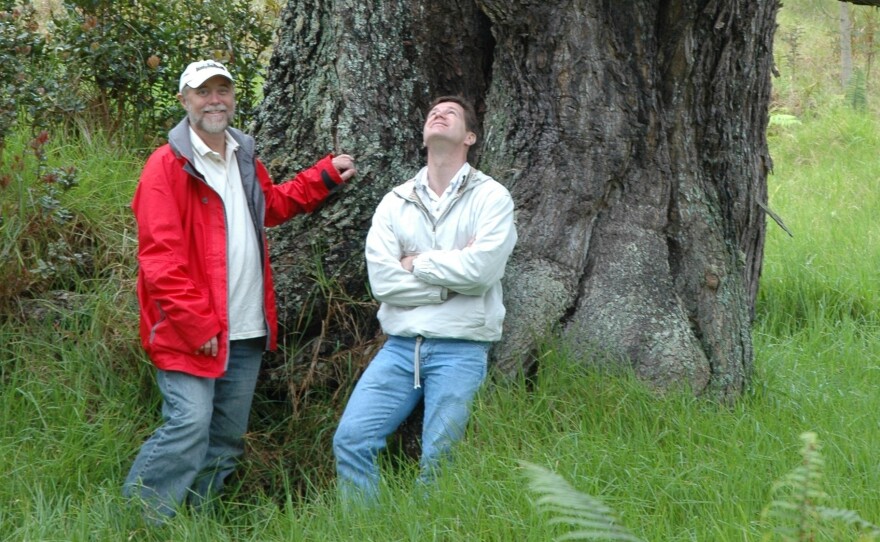 Hawaiian Legacy Hardwoods COO Darrell Fox (left) and CEO Jeff Dunster stand beside the massive trunk of an old-growth koa tree. The company aims to grow similar trees from seeds.