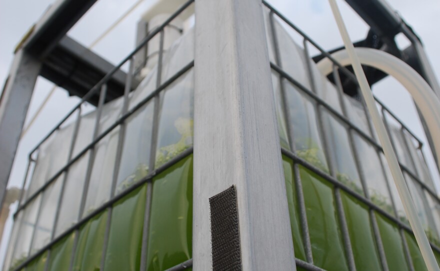 Cellana’s vertical photobioreactor at its Kona Demonstration Facility on the Big Island of Hawaii.