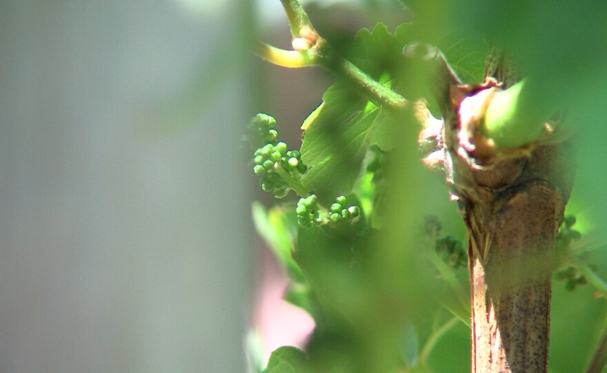 Grape buds on the vines at Effenberger Vineyards in Escondido, May 7, 2025.