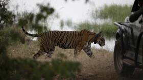 In October 2010, a tiger walks past a vehicle carrying tourists at Ranthambore National Park in India. India's top court has banned tourism in parts of tiger reserves across the country in an effort to save the endangered big cat.
