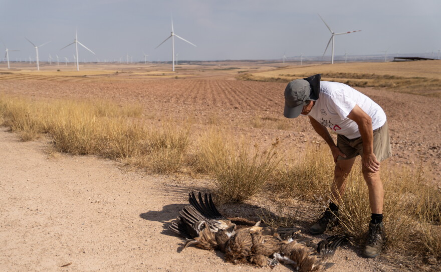 Ornithologist José Antonio Pinzolas looks at a dead vulture, killed by a wind turbine, in Rueda de Jalón, Spain, on Sept. 27. The Spanish region of Aragon is seeing a huge surge in data center construction, solar panel farms and wind turbines, which has alarmed many local residents with the high energy use, noise pollution, danger to wildlife and heat generation they are known for.