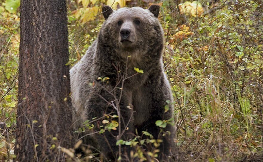 A sow grizzly bear spotted near Camas in northwestern Montana. Wildlife officials endorsed a plan in August to keep northwestern Montana's grizzly population at roughly 1,000 bears as the state seeks to bolster its case that lifting federal protections will not lead to the bruins' demise.