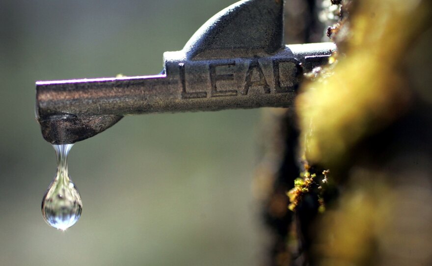 A drop of fresh sap falls from a tap in a maple tree.