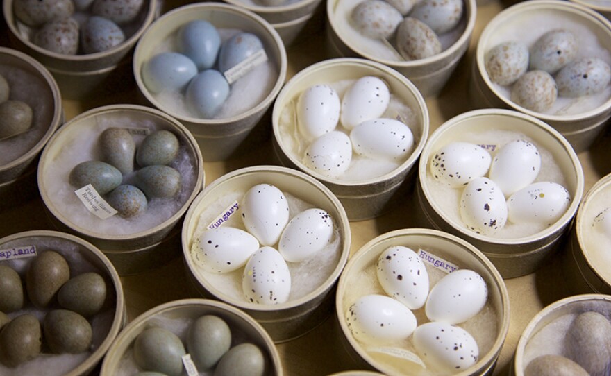 A beautiful selection of clutches of eggs from Tring Natural History Museum that has one of the largest collections of bird eggs in the world – mostly from Victorian bird collectors, as egg collecting was banned in the UK some time ago.