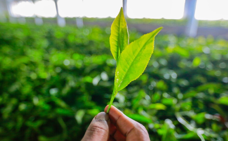 Fresh tea leaves, plucked from waist-high bushes, are fragile and easily damaged.