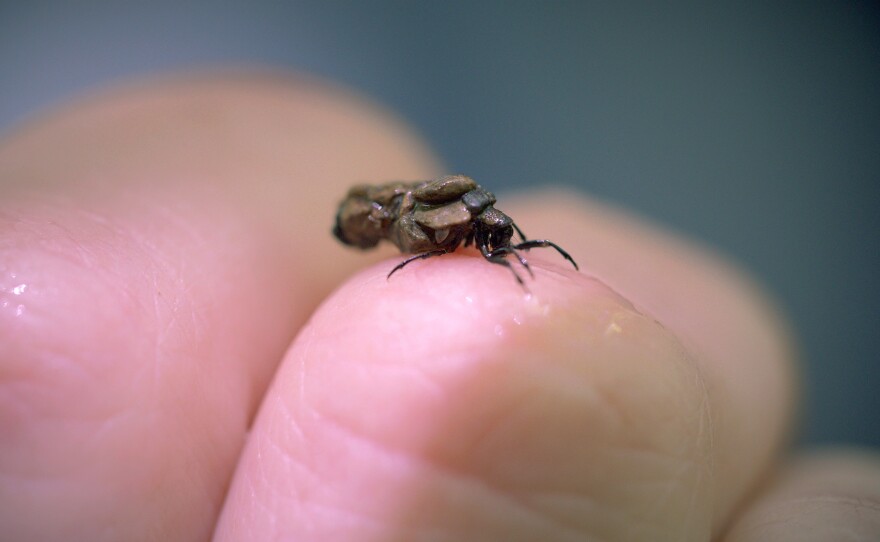 A caddis fly larva doesn't need its sticky tape to perch on a human finger.