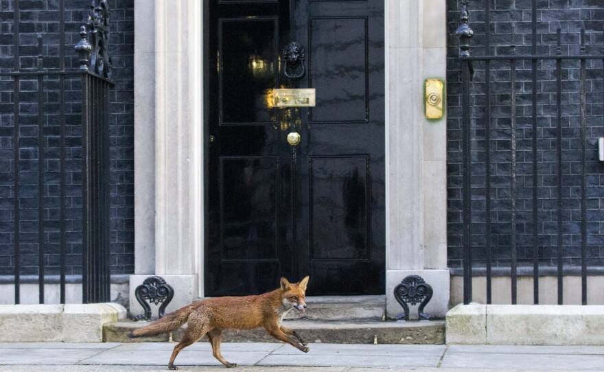 A fox runs past the door of 10 Downing Street in London on Monday.