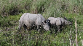 Photo of an Indian rhino and calf. This program looks at efforts in South Africa, India and Indonesia to protect the planet's five remaining rhino species from poachers and relocate them to new habitats. The episode also covers American efforts to breed rhinos in captivity. Shown: An Indian one-horned rhinoceros and her calf graze in Kaziranga National Park in northeast India.