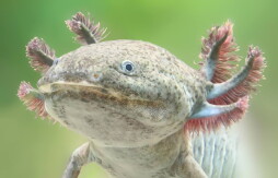 The axolotl (Ambystoma mexicanum)