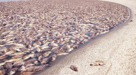 Fish die-off at the Salton Sea.
