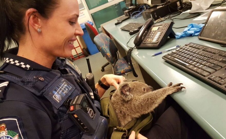 Authorities say they're calling the young koala "Alfred."