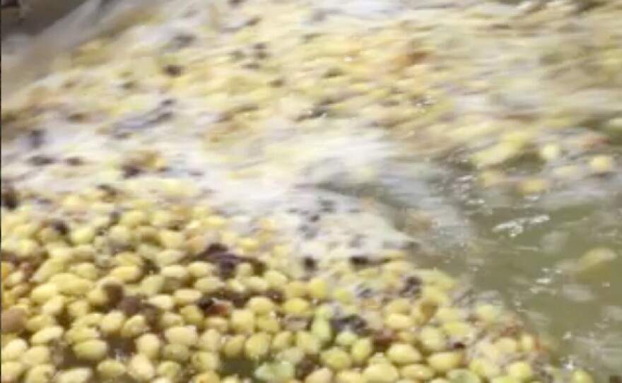 Hollow pistachios aren't spotted until after the harvest, when they're dumped into a water bath as part of standard processing. Blanks like the ones seen here float, while full nuts sink.