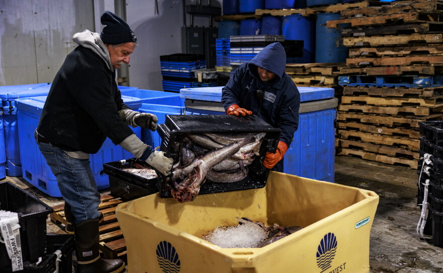 Workers at the Portland Fish Exchange in Portland, Maine, move fish in a tote before it's transported. The exchange and the Maine Coast Fishermen's Association have partnered for the Fishermen Feeding Mainers program, an initiative that provides fresh, locally caught seafood to community members, including public schools.