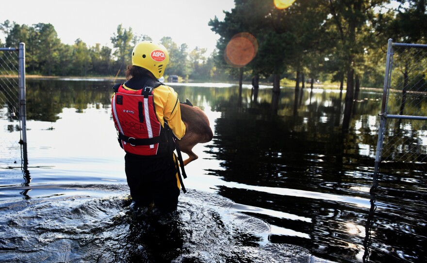 Holsinger carries a dog to safety. The rescued animals are brought to a shelter.