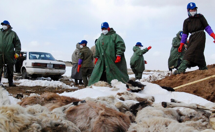 Herders bury animal carcasses in 2010 in Mongolia's Dundgovi province. A decade ago, an extreme winter — known in Mongolia as a dzud — claimed the lives of 22% of the nation's livestock and sped up migration from rural areas to urban centers.