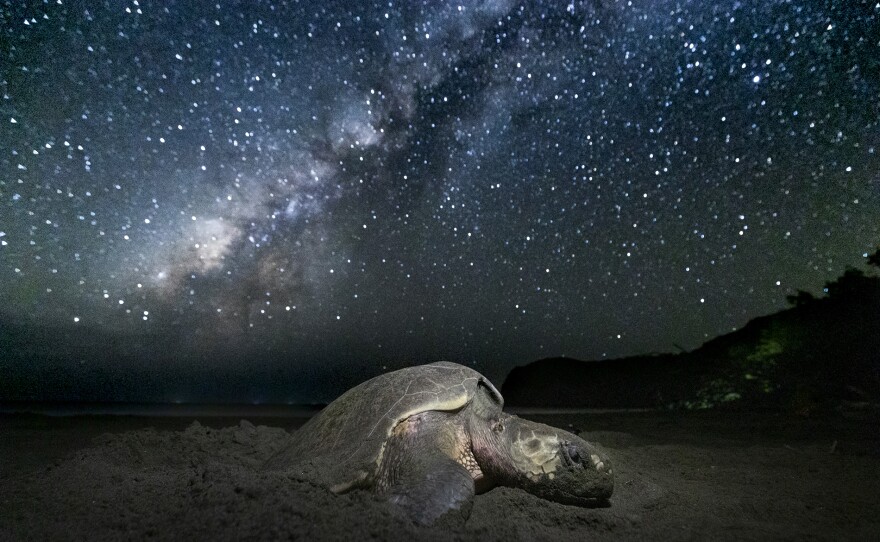 sea turtle