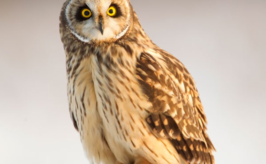 A short eared owl.