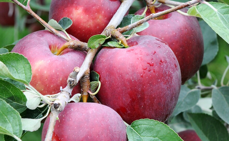 Washington State hired a private company to handle the commercial launch of the new apple. They named it Cosmic Crisp because the apple's flecks of yellow reminded someone of stars in the sky.