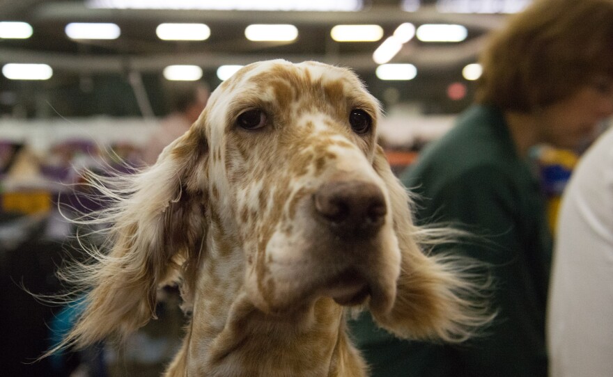 An American cocker spaniel gets a blow-dry in the grooming area.