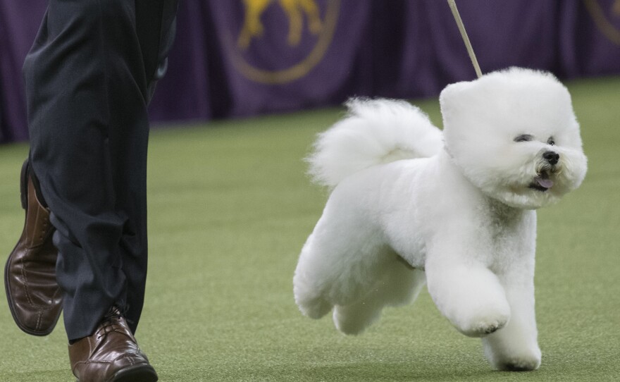 Flynn, a bichon frise, won the Best in Show competition in 2018. Here, Flynn competes.