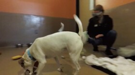 A dog playing with a stuffed animal at the San Diego Humane Society shelter on Nov. 24, 2020.