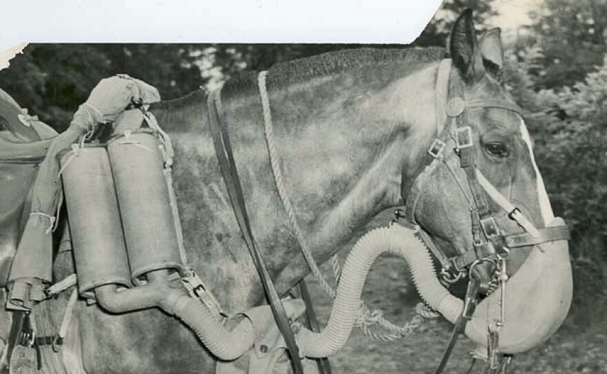 An Army horse wears a gas mask to guard against German gas attacks.