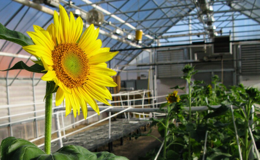 A sunflower greenhouse in Fargo, N.D., where Brent Hulke is breeding plants that produce oil that's dramatically lower in saturated fat.