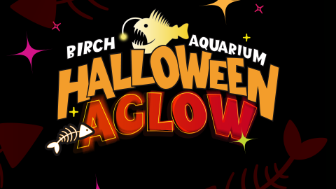 Halloween Aglow