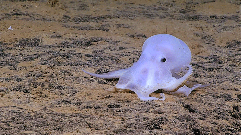 Ten years ago, scientists discovered Casper, a deep sea octopus that has yet to be given a scientific name. Its life cycle is connected to nodules on the seafloor, since it lays its eggs on sea sponges that grow on nodules.