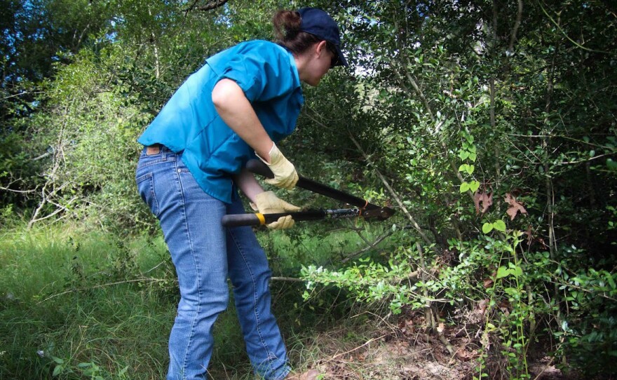 JennaDee Detro harvests yaupon. After it is harvested, she takes it to a drying barn. Only the dried leaves are used to make yaupon tea.
