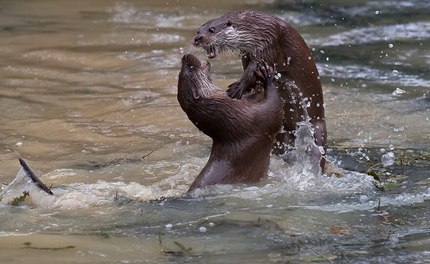 Otters playing