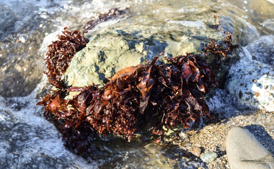 Turkish towel growing on a rock. Some chefs like to boil this seaweed down for a natural thickener for sauces.